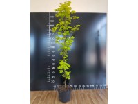 Buk pospolity Fagus wys. 160-180 don. 5L
