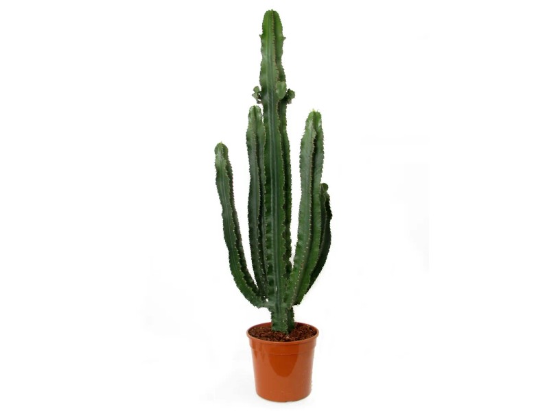 Euphorbia eritrea wys. 125 cm don. 27