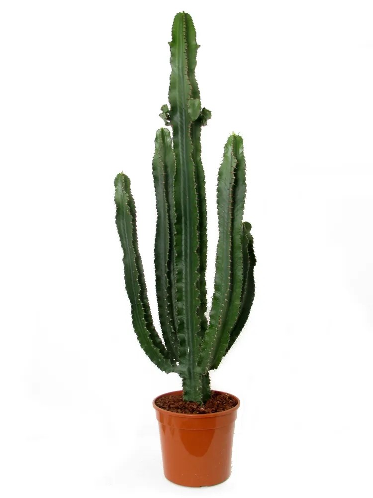 schefflera kunstpflanze Schefflera auf Stiel | 170cm | Online kaufen main image 1