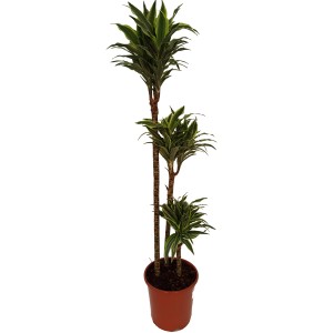 Dracena (Dracena) w doniczce z zielono-białymi paskowanymi liśćmi.
