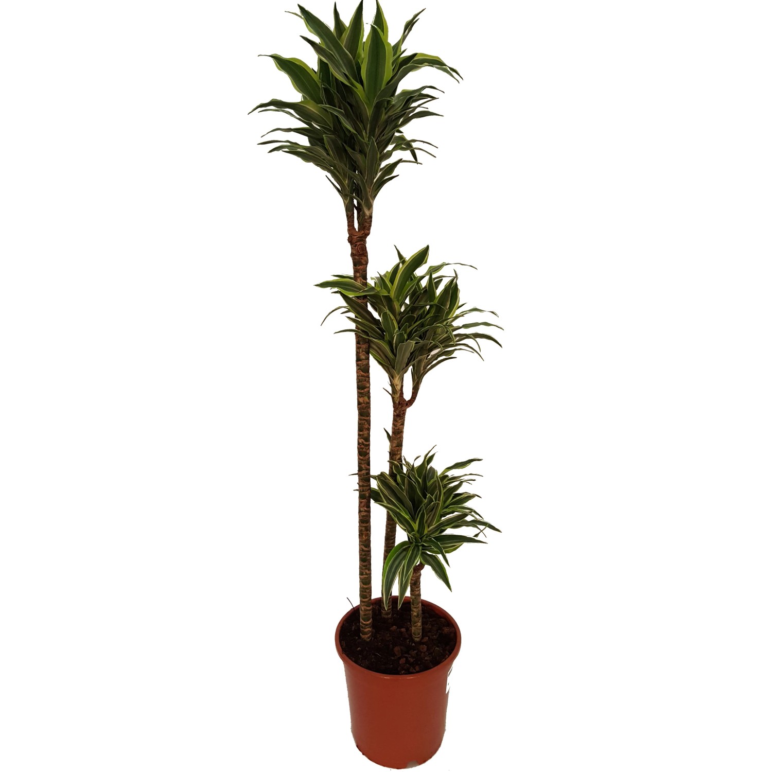 Dracena wonna (Dracaena fragrans Suprise) 3 pdy - wys. okoo 135 cm, don.  24 cm