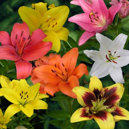 Lilia Azjatycja mix - 3 szt.