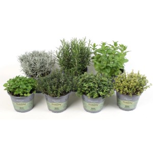 Różne zioła kulinarne w doniczkach, np. tymianek, rozmaryn, mięta i oregano.