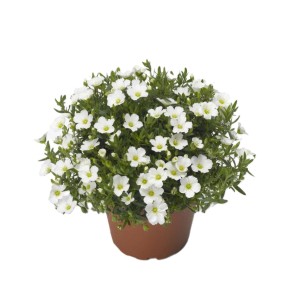 Piaskowiec górski Summer White (Arenaria montana) don. 17 cm