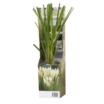 Trawa pampasowa (Cortaderia selloana) mix don. 9 cm