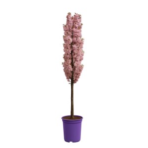 Wiśnie japońskie (Prunus serrulata) - don. 4 l