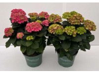 Hortensja (Hydrangea Magical) - don. 29 cm