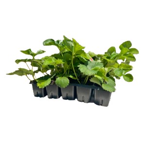 Zestaw sadzonek truskawek w doniczce rozsadowej, zielone liście.