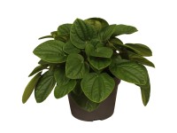 Peperomia Rana verde wys. 30-35cm