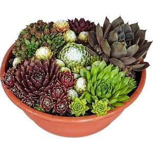 Rozchodnik w brązowej misce, średnica doniczki ok. 23 cm, różne gatunki Sempervivum.