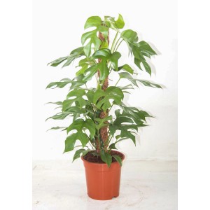 Duża, zielona roślina doniczkowa t.b.t. w brązowej doniczce z pomocą do wspinaczki.