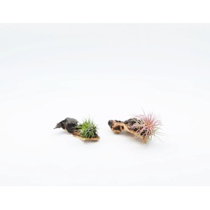 Dwie oplątwy (Tillandsia) na kawałkach drewna, jedna zielona, jedna różowa.