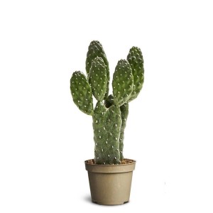 Opuncja drobnokolczasta (Opuntia rubescens) don. 6 cm