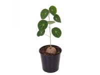 Stephania Erecta - don. 12 cm