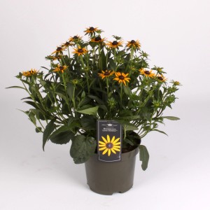 Kwitnąca Rudbeckia 'Little Goldstar' w doniczce, atrakcyjna żółto-brązowa roślina kwitnąca na rabaty i balkony.
