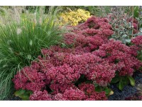 Sedum