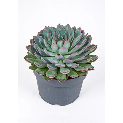 Eszeweria (Echeveria) mix - don. 17 cm