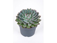 Eszeweria (Echeveria) mix - don. 17 cm