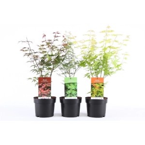 Trzy młode rośliny klonu (t.b.t.) w doniczkach, różne kolory.
