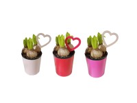 Hiacynt w osłonce dekoracyjnej (Hyacinthus) - don. 10,5 cm