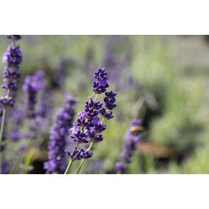 Zbliżenie na niebiesko-fioletową lawendę wąskolistną (Lavandula Angustifolia) w ogrodzie.