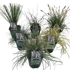 Różne trawy ozdobne t.b.t. jako rośliny doniczkowe, idealne do dekoracji.