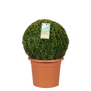 Bukszpan kulisty t.b.t. w doniczce, zielone liście.