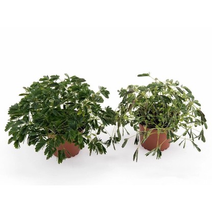 Mimosa pudica wys. 12-15cm
