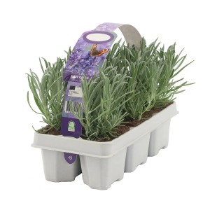 Lawenda wąskolistna (Lavandula angustifolia) 6 szt.