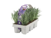 Lawenda wąskolistna (Lavandula angustifolia) 6 szt.