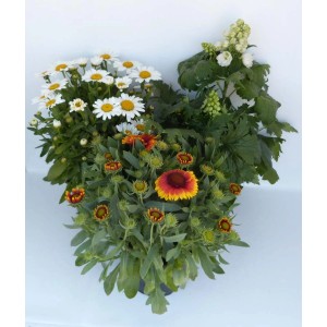 Rośliny kwitnące: Kompozycja z margaretek, gaillardii i ostróżki.