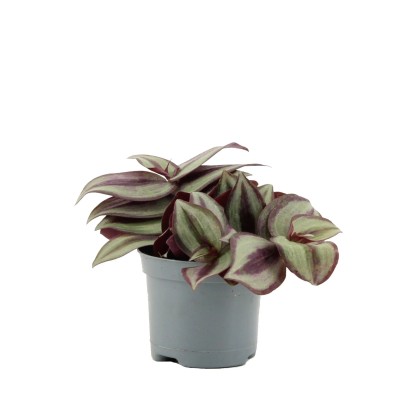 Rośliny zielone mix - don. 8,5 cm