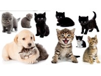 Naklejka na ścianę KOTKI I PIESKI 30 cm x 40 cm 2 szt. Naklejka na ścianę KOTKI I PIESKI 30 cm x 40 cm 2 szt.