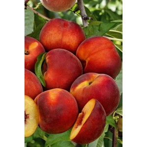 Świeże, czerwone brzoskwinie na drzewie, kategoria: Drzewa brzoskwiniowe.