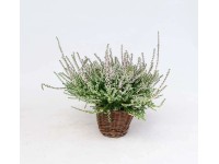 Wrzos (Calluna vulgaris) - don. 12 cm