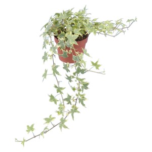 Żółto-pstra bluszcz (Hedera Helix) w doniczce, roślina pnąca od GROW by OBI.