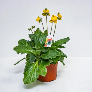 Żółta roślina kwitnąca t.b.t. w doniczce, idealna na słoneczne stanowiska.