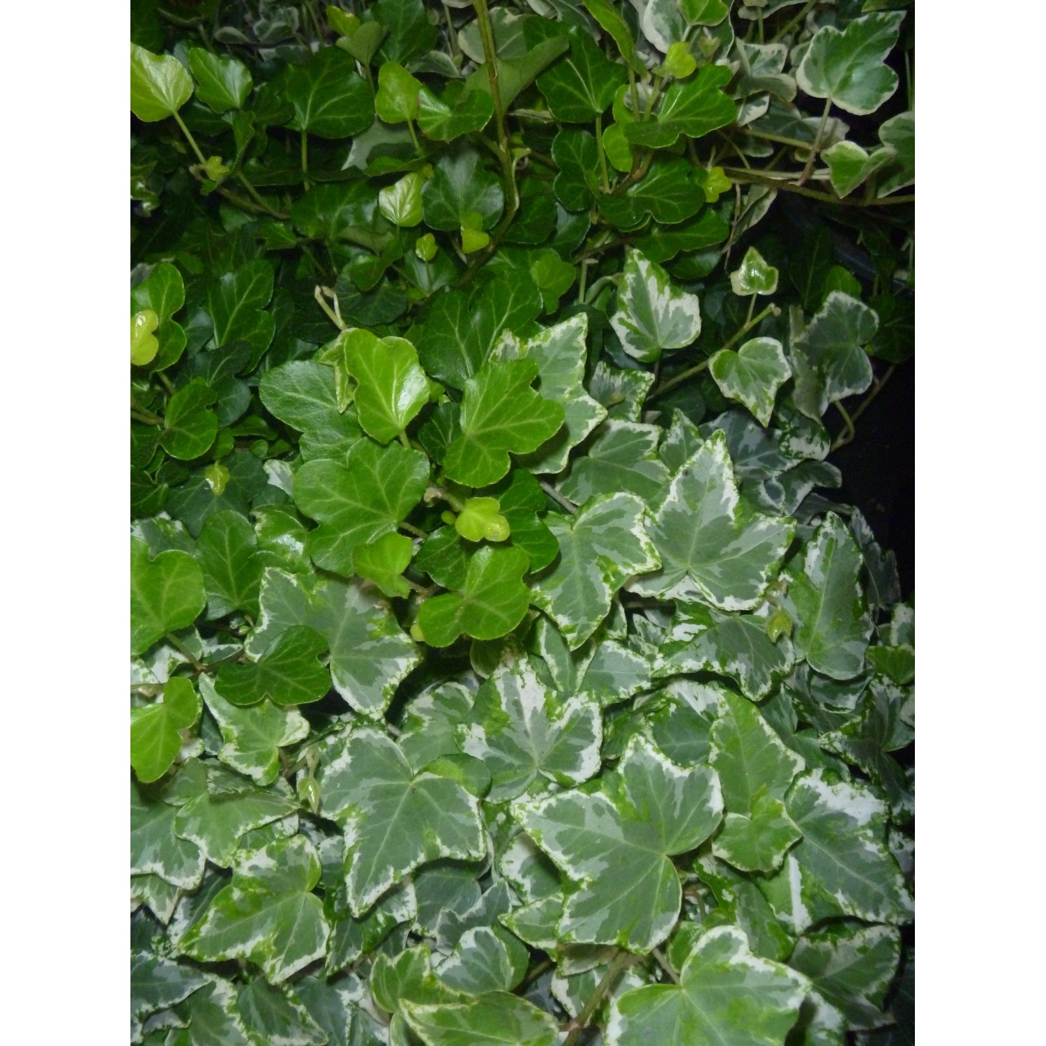 Bluszcz (Hedera sp.)