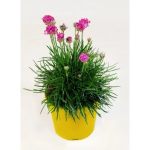 t.b.t. roślina doniczkowa z różowymi kwiatami w żółtej doniczce.