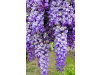 Glicynia chińska odm. Prolific wys. 175cm (Wisteria sp.)