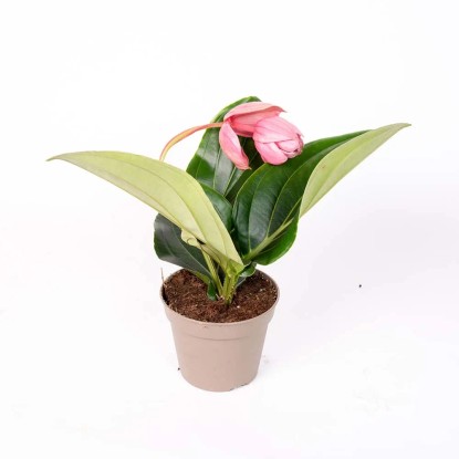 Roślina doniczkowa - don. 19-20 cm