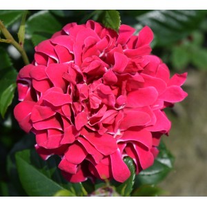 Zbliżenie na jaskrawoczerwoną różę parkową z zielonymi liśćmi.