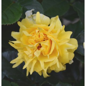 Żółta róża parkowa w pełnym rozkwicie, zbliżenie.