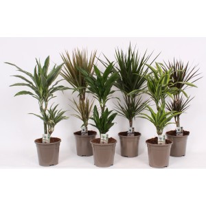 Różne drzewa smocze (Dracaena) w doniczkach, różne kolory liści.