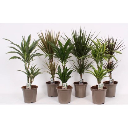 Dracena (Dracaena) 2 pędy mix - don. 17 cm