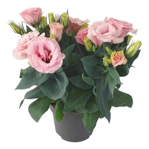 Eustoma mix - don. 12 cm