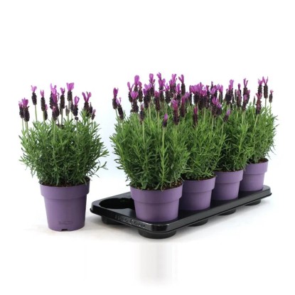 Lawenda Stoechas 3 kolory - don. 15 cm