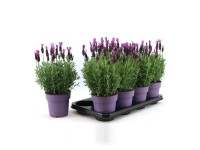 Lawenda Stoechas 3 kolory - don. 15 cm