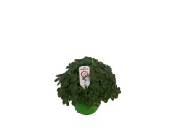 Kubańskie oregano (Mosquito Plectranthus)