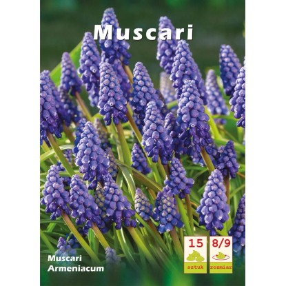 Szafirek armeński (Muscari Armeniacum) - 15 szt.